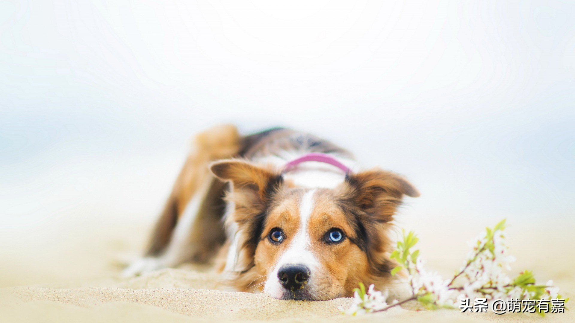 微量元素为什么能改善狗狗异食癖,异食癖宠物