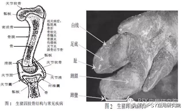 猪肢蹄病有哪些症状,母猪肢蹄病如何防治