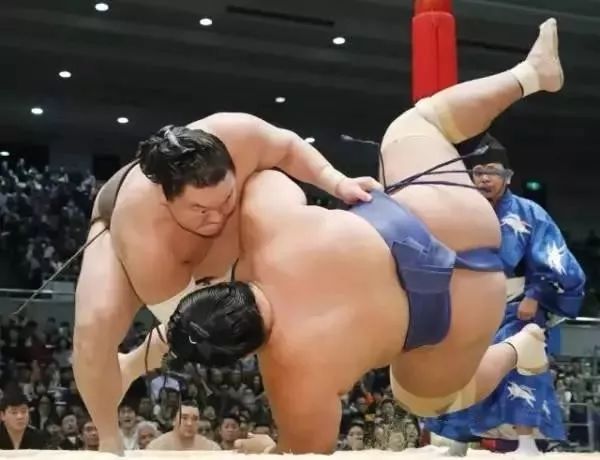 为什么日本人喜欢看两个胖胖“打架”？