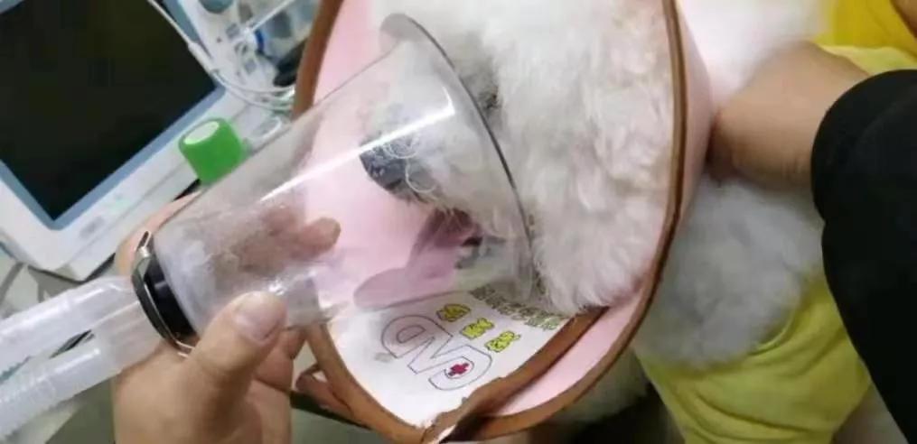 拜耳宠物消毒剂,拜耳杀虫剂灭跳蚤怎么样