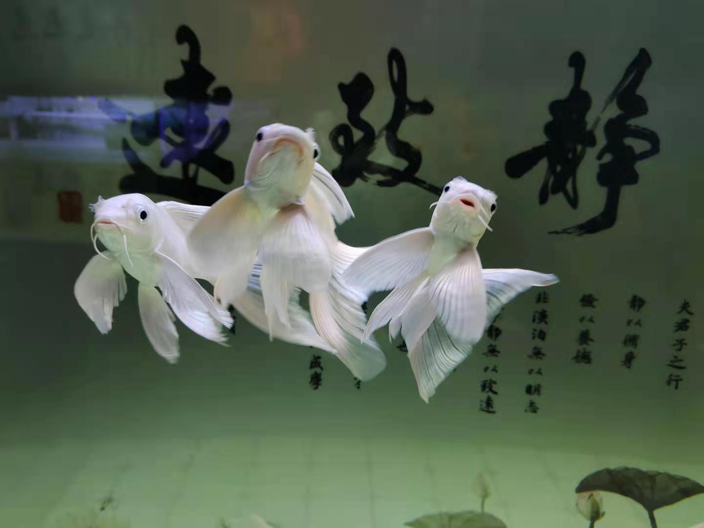 自己从未饲养过的观赏鱼,新手养观赏鱼需要准备哪些