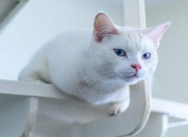 家里猫咪无论怎么样都不听话,家里猫咪现在很少打呼噜了