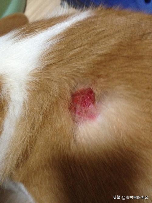 猫狗皮肤病怎么处置,宠物猫狗身上痒怎么办