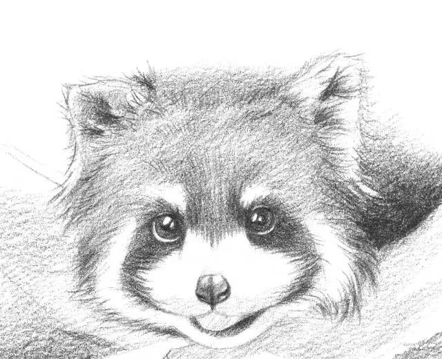 怎么画戴着红领巾的小熊猫,画一只小奶猫超级简单