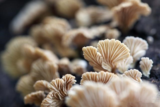 食用菌生产中的病虫害有哪些,食用菌种植方法及关注事项