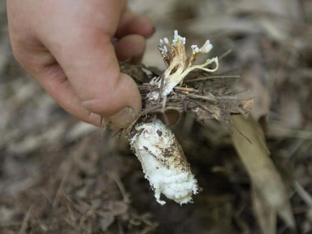 虫子被寄生了还能活着吗,虫子被寄生还能活吗