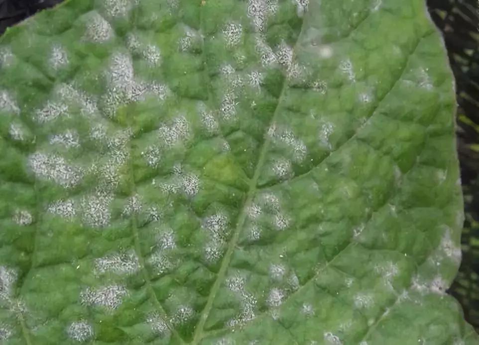 花卉白霉病用什么药,花卉长白粉病用什么药