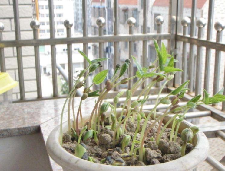 什么豆子都可以发豆芽菜,黄豆发豆芽菜的简单方法
