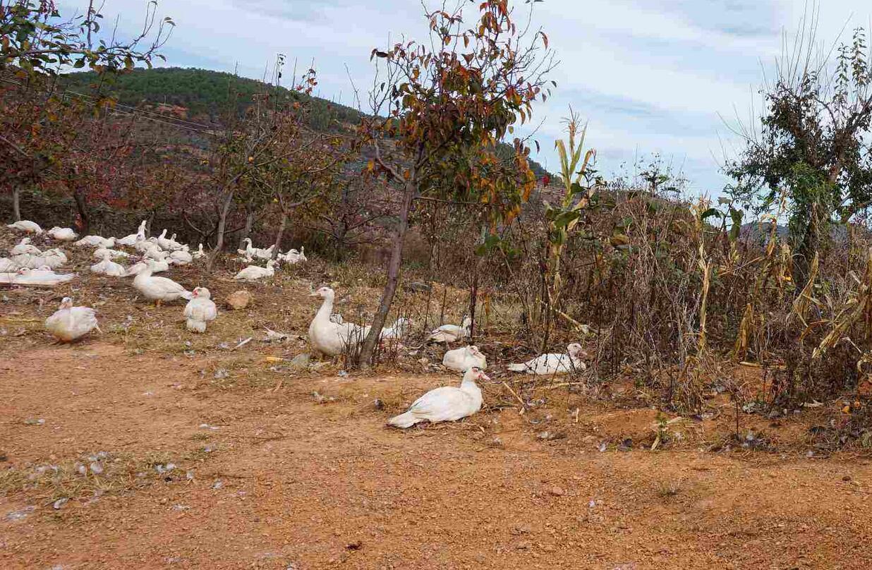 养殖鸡鸭能赚钱吗,鸡鸭养殖新模式