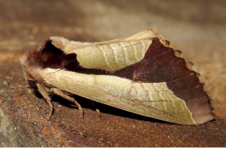动物界十大伪装高手视频,动物界的伪装之王