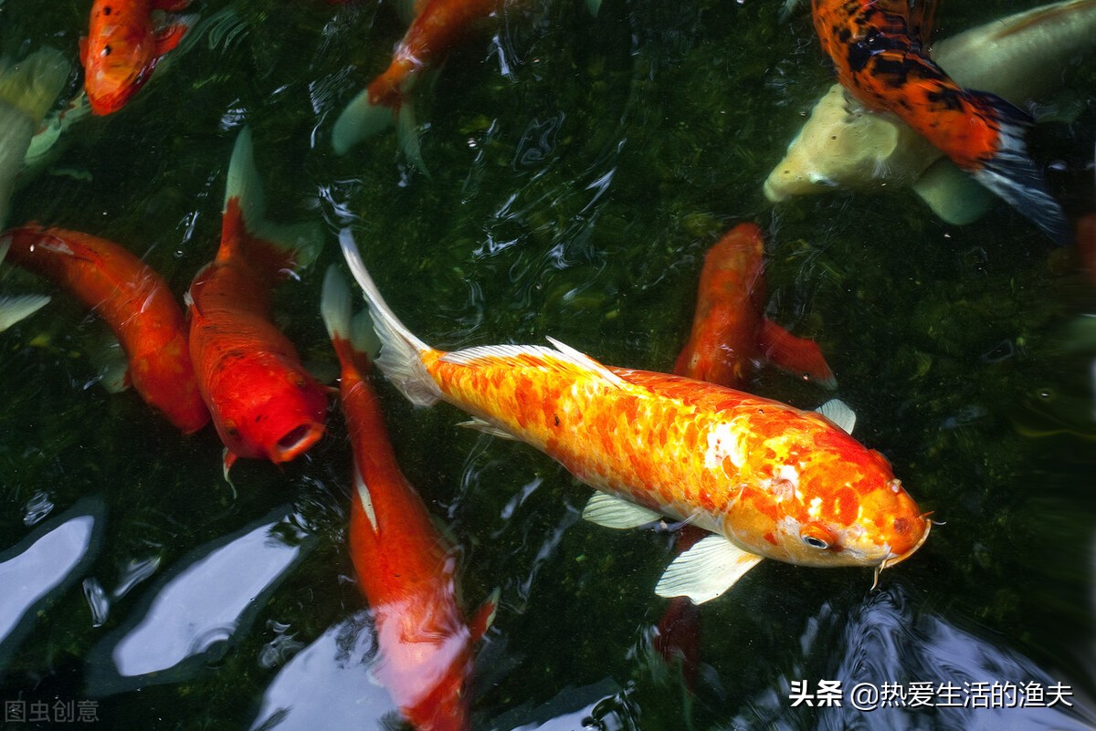 池养锦鲤饲养知识,家庭饲养锦鲤要点