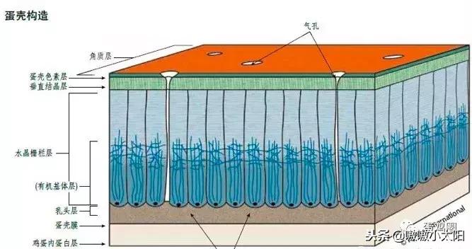 蛋壳是如何形成的？破蛋、软蛋多是咋回事？