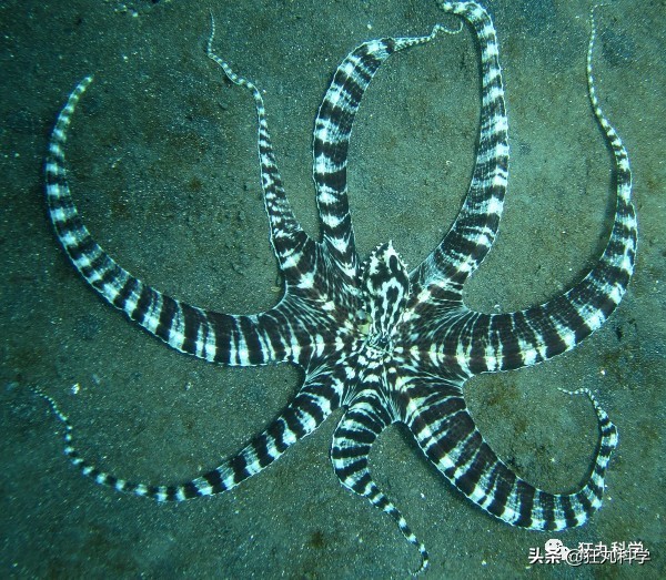 章鱼为什么有这么多怪异的身体,章鱼会两条腿走路