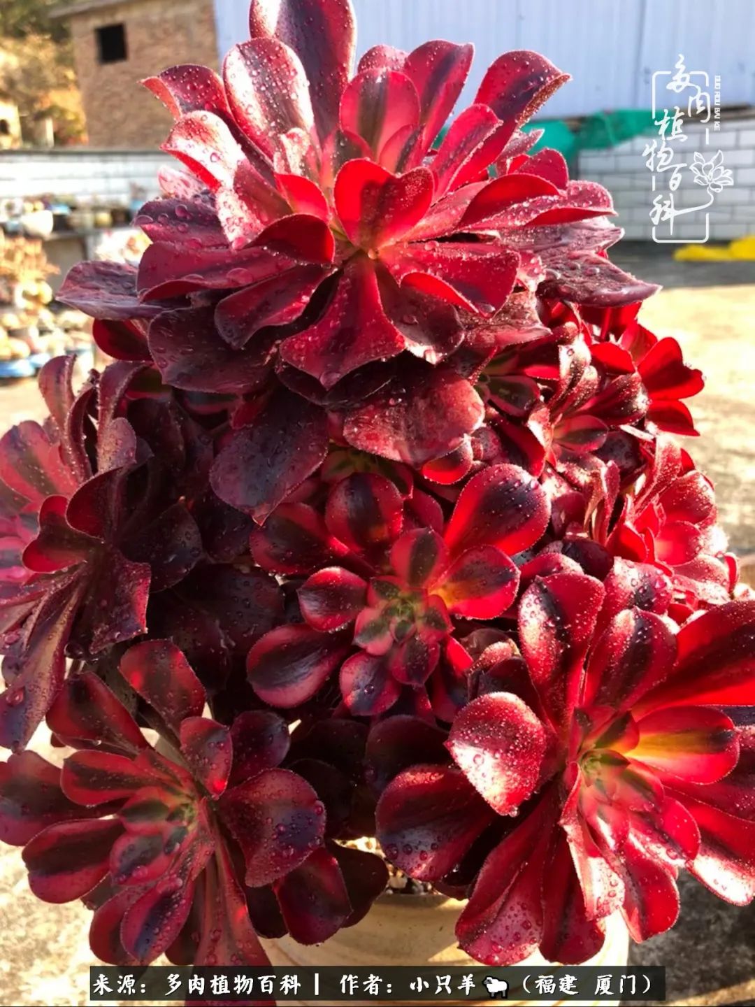 大城小爱：养多肉是个愉快的过程，种下去就有了无尽的期待