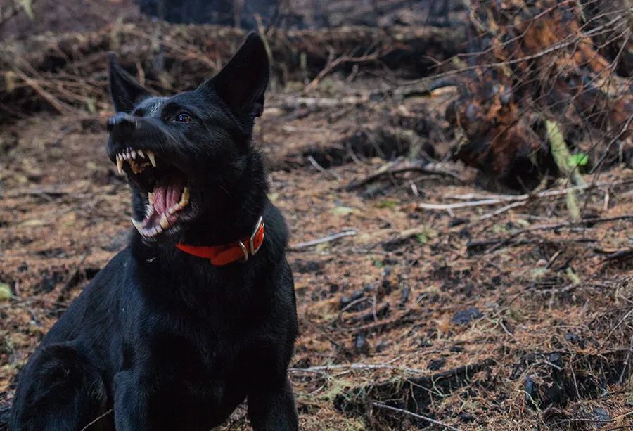 盘点怕狗人士遇到狗会有什么反应,怕狗人士遇狗正确方法
