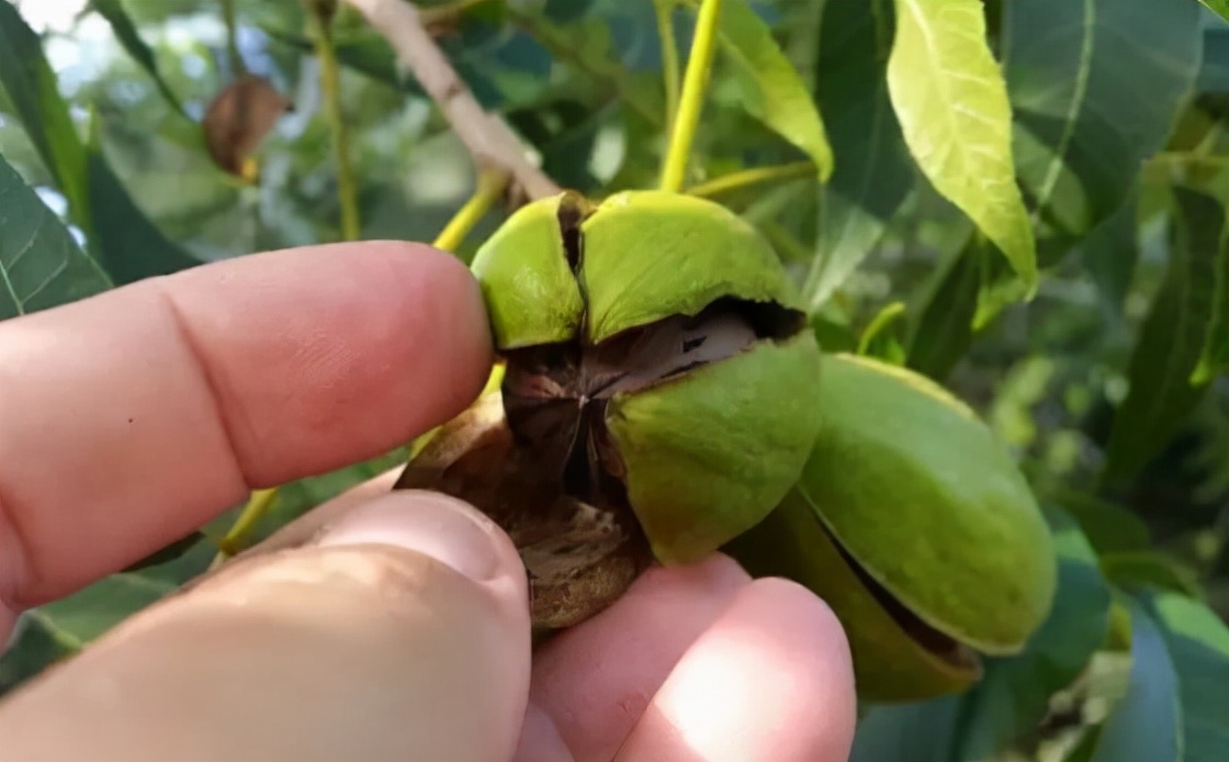 巴旦木是美国大杏仁吗,目前国内巴旦木有大规模种植的吗