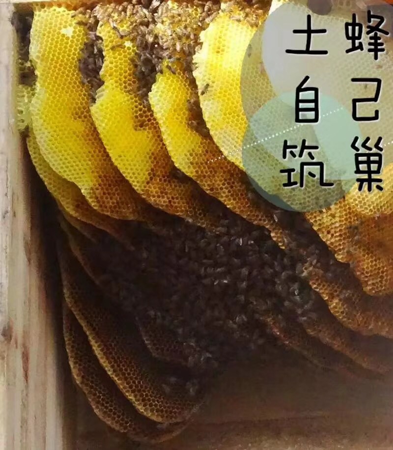 什么叫土蜂蜜和意蜂蜜,啥是土蜂蜜