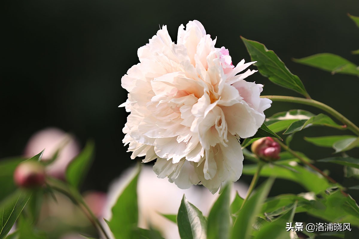 大院绿化的回忆——顺便看看院里的芍药定个究竟有多少种？