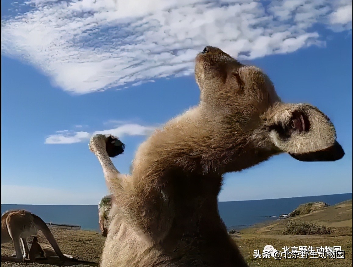 袋鼠摇手是什么原因,袋鼠摇手是动作吗