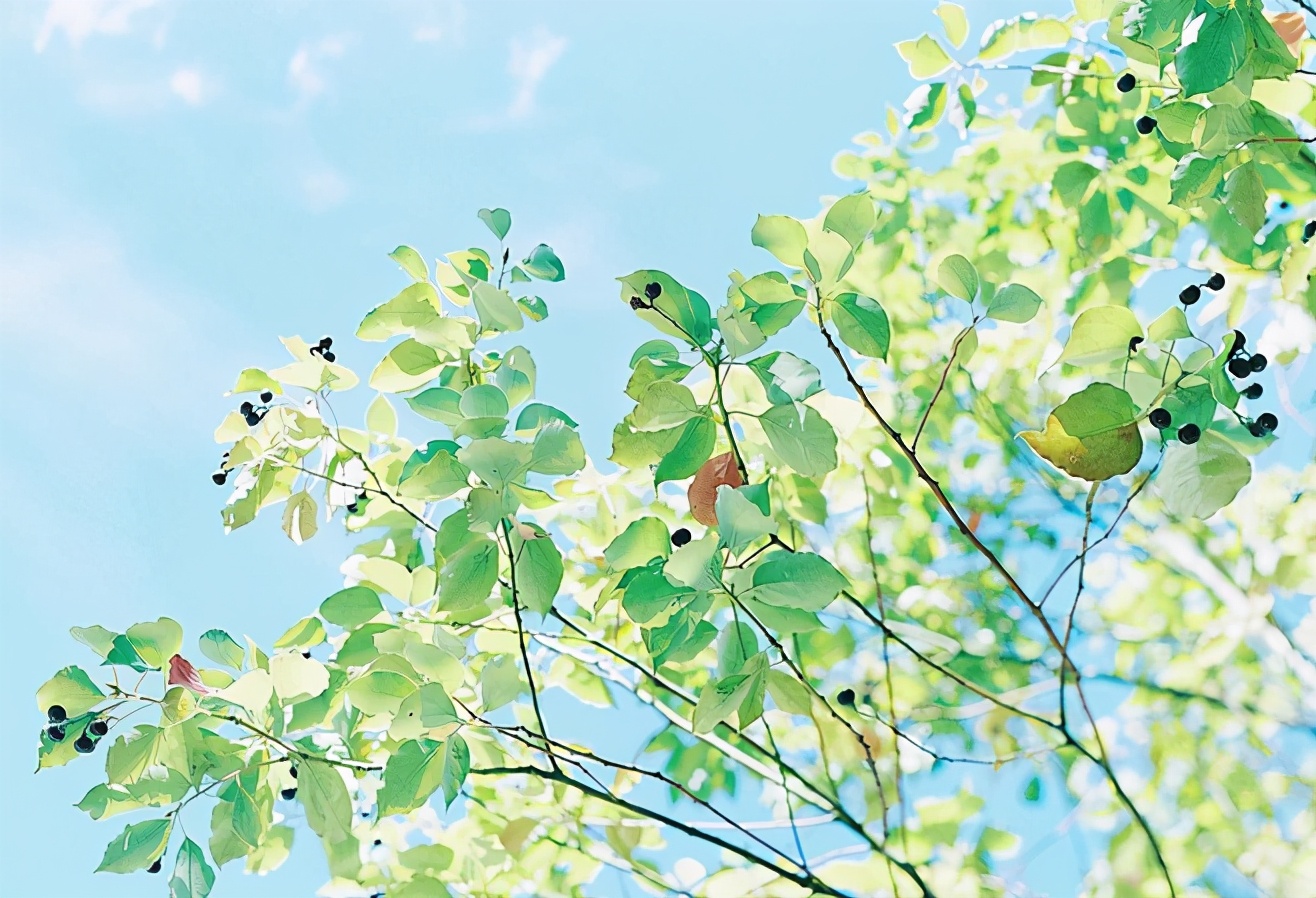 2020年3月5日惊蛰视频,3月5号是惊蛰节气吗