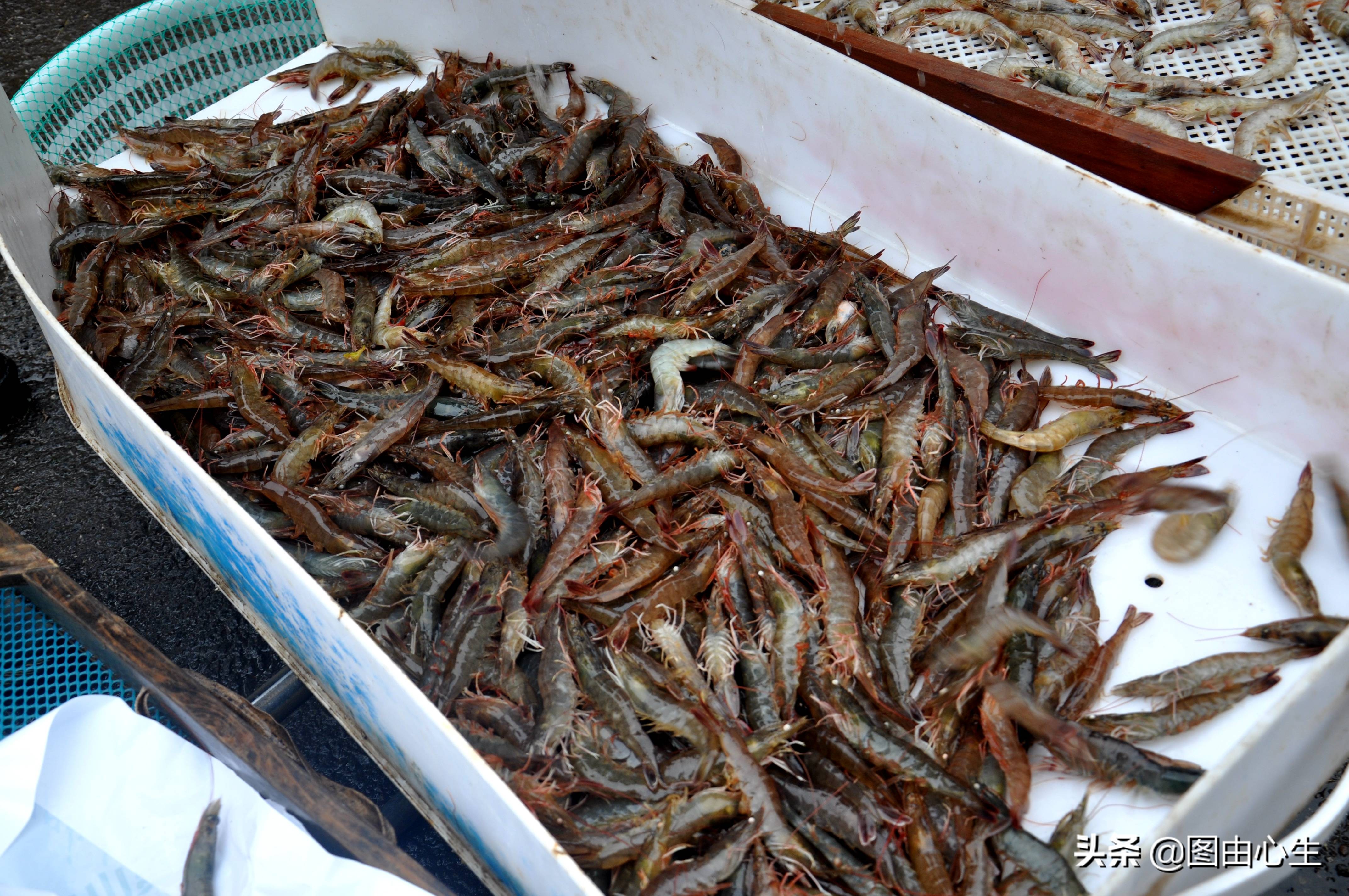 节后生意开忙，青岛批发大虾老板清晨3点起床，十年买了三套房