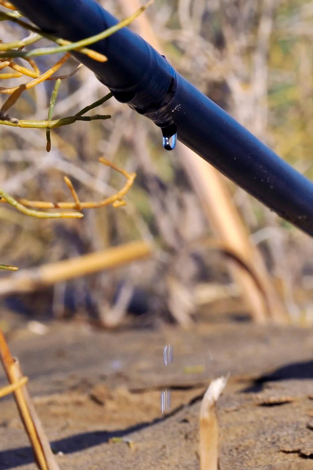 中国植树造林面积,中国植树造林成果国外有什么看法