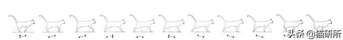 猫步怎么走八字步,猫步的基本动作图片