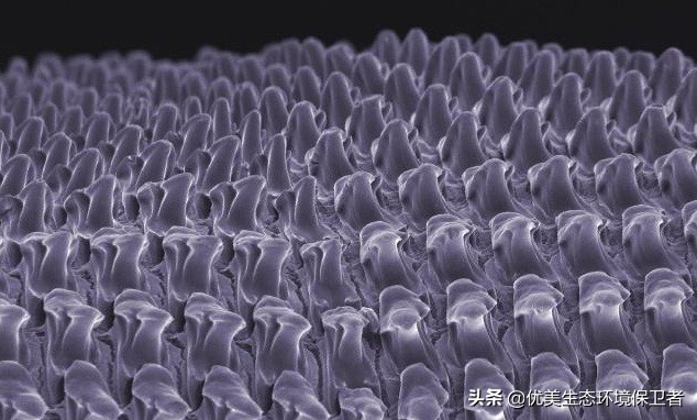 蜗牛是从哪个部位下蛋的,蜗牛竟然是蛋孵出来的你们知道吗