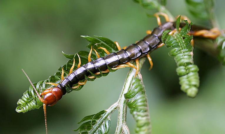 小鸡饲料加蛋黄给画眉鸟吃好吗,饲料养画眉
