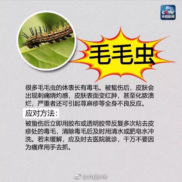 红火蚁出没村民被咬致休克,红火蚁入侵这里多人被咬伤