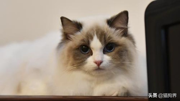 布偶猫肠胃脆弱要吃什么猫粮,肠胃不好的布偶猫咪每日饮食食谱