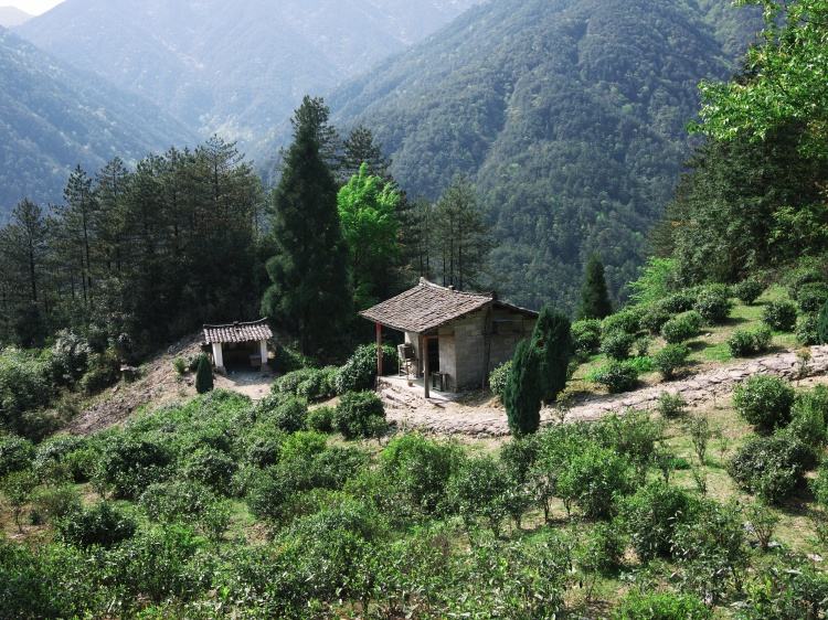 从业十年我所经历的火爆和低迷,茶行业真实揭露