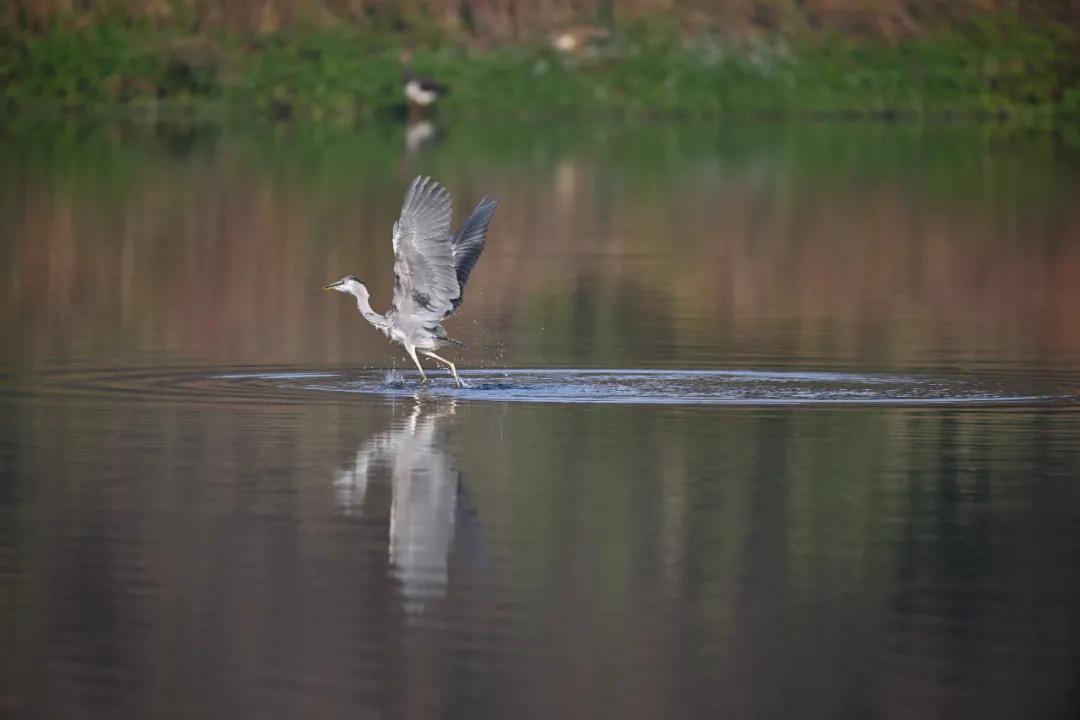 尼康无反相机z9价格,无机械快门相机