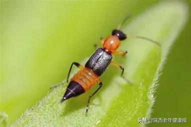 被毒隐翅虫咬怎么治疗,中了隐翅虫毒有什么感觉