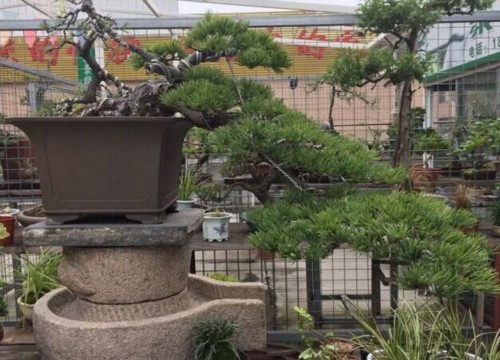 龙城花鸟古玩,贵钢花鸟市场盆景