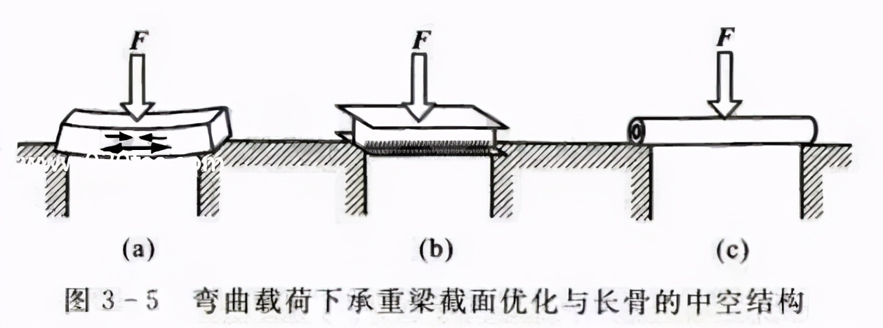 骨生长的力学条件,从生物力学的角度解释什么是骨