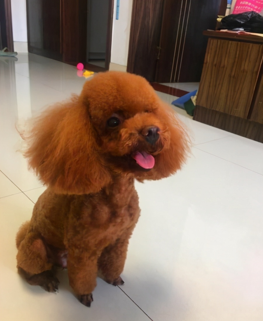 贵宾犬什么颜色的最聪明,贵宾犬毛色有几种颜色