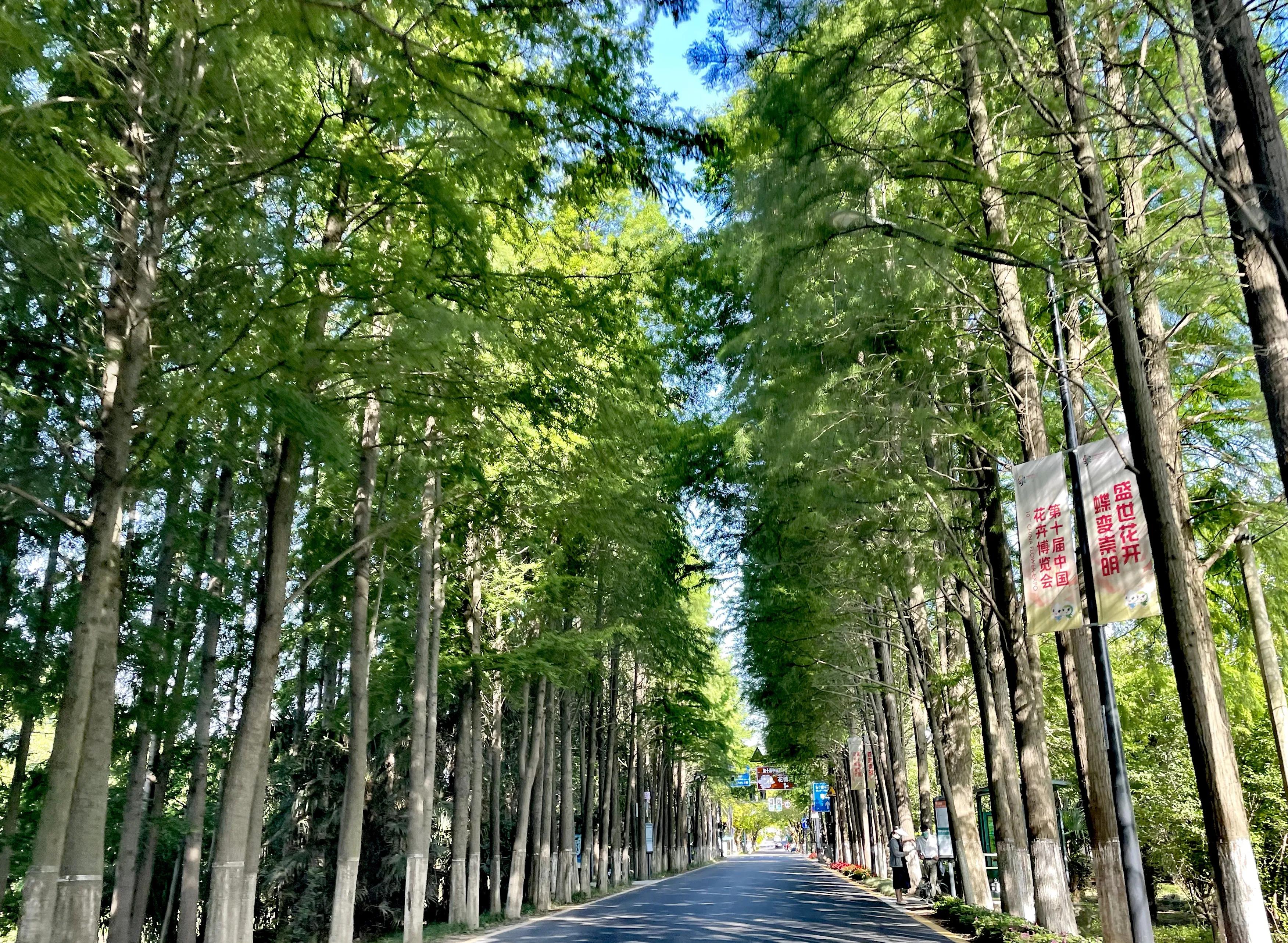 关于崇明花博会,崇明花博会全程花景