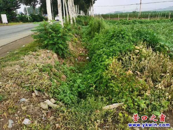 盖州高屯财神庙村,高屯财神庙