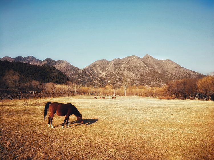 早晨和黄昏时段，手机摄影佳作赏析
