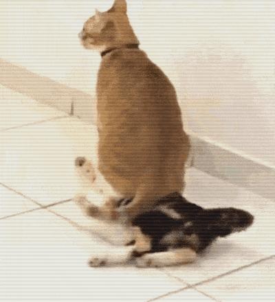 推荐养橘猫的6大原因,自从养了猫才知道它是那么粘人