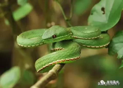 铁山坪玉峰山玩乐,铁山坪避暑游玩