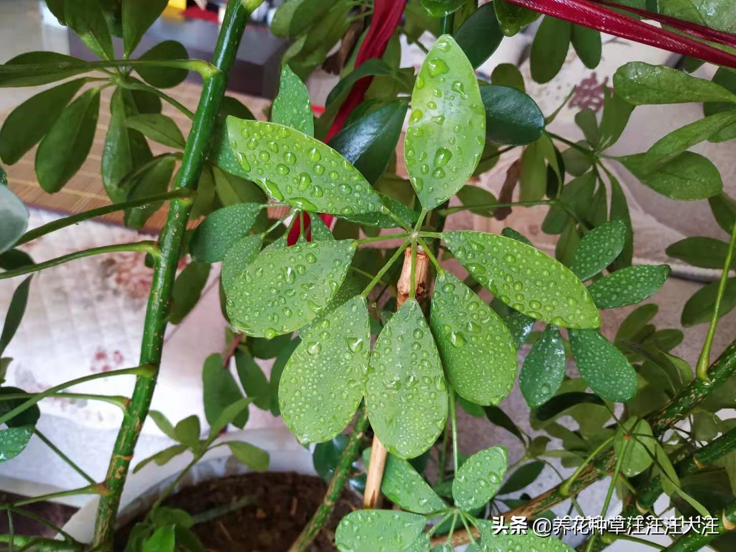 八方来财怎么养才能枝繁叶茂,八方来财叶子发黄脱落怎样挽救