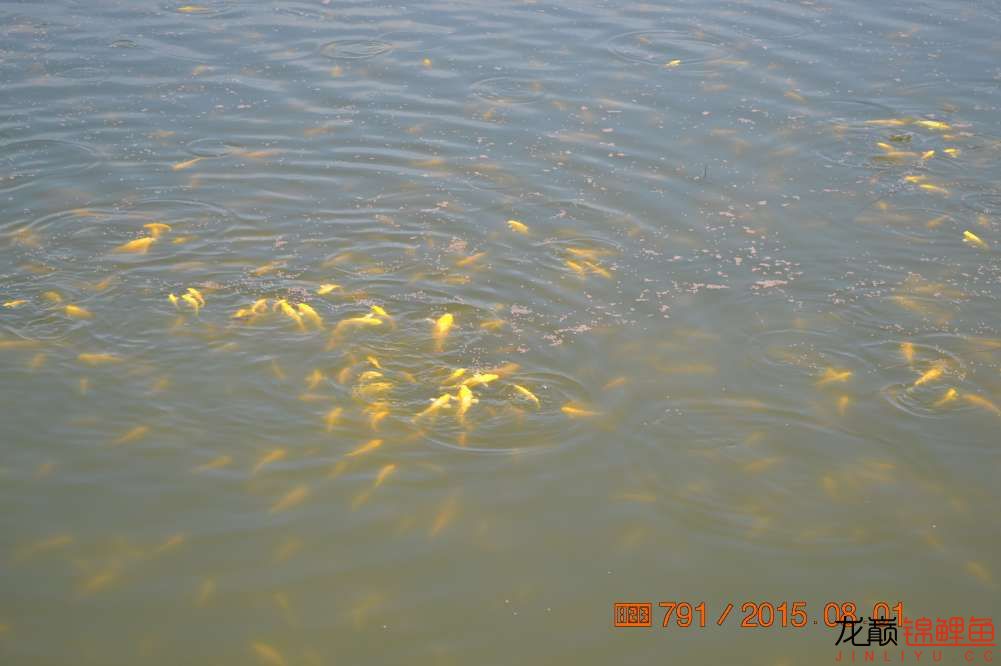 锦鲤苗成长,日本锦鲤水花苗成长