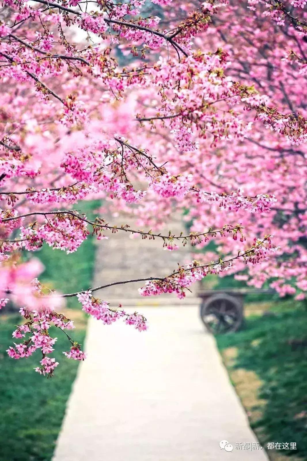 别样馫味！新都天府沸腾小镇，麻辣盛宴等你打卡