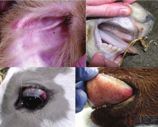 张廷青,张廷青简介