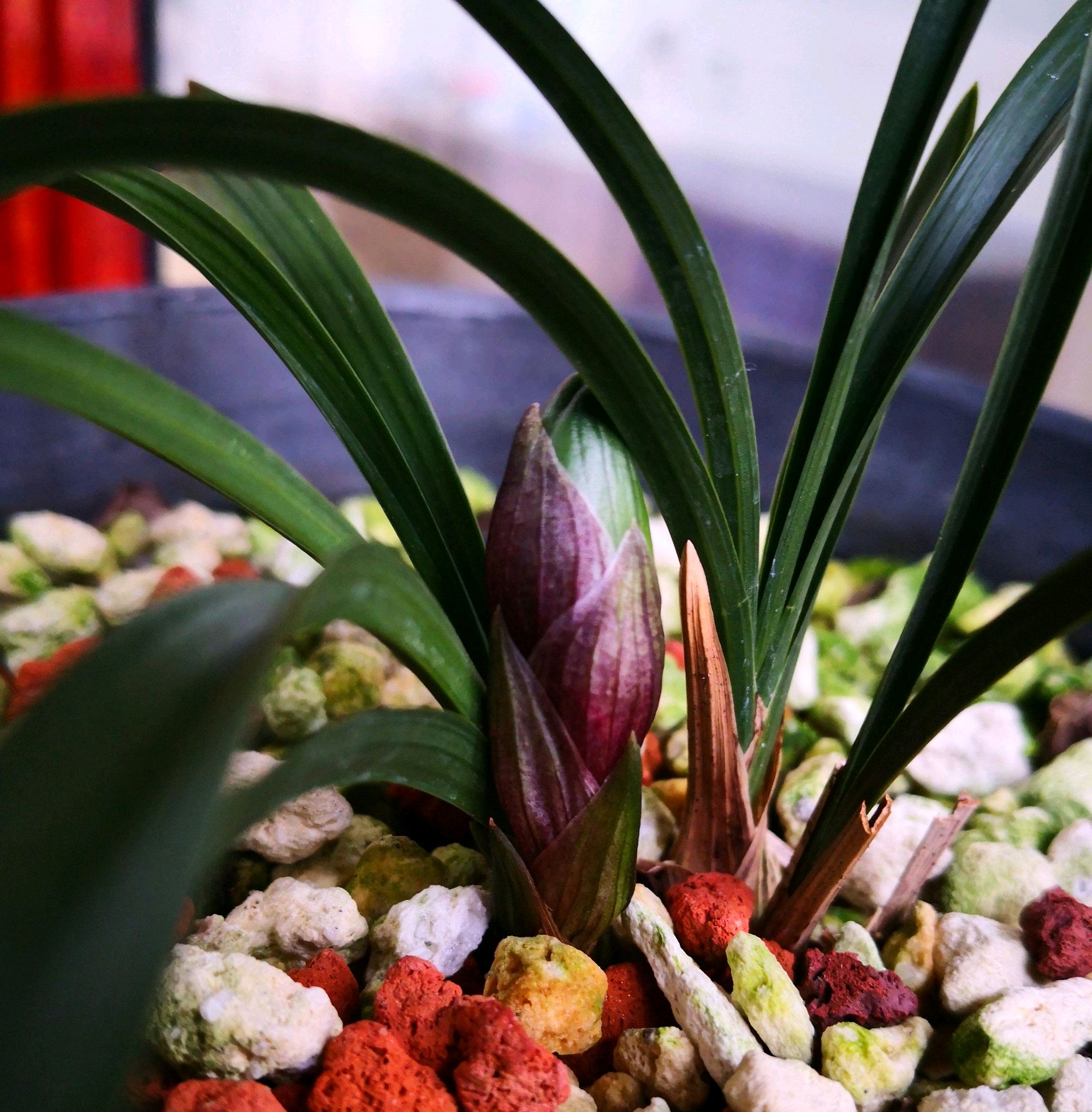 处在花苞期的兰花是否能施肥,兰花打花苞的时候用什么肥料最好