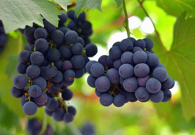 葡萄日灼病是什么病,葡萄日灼病症状比较少的品种