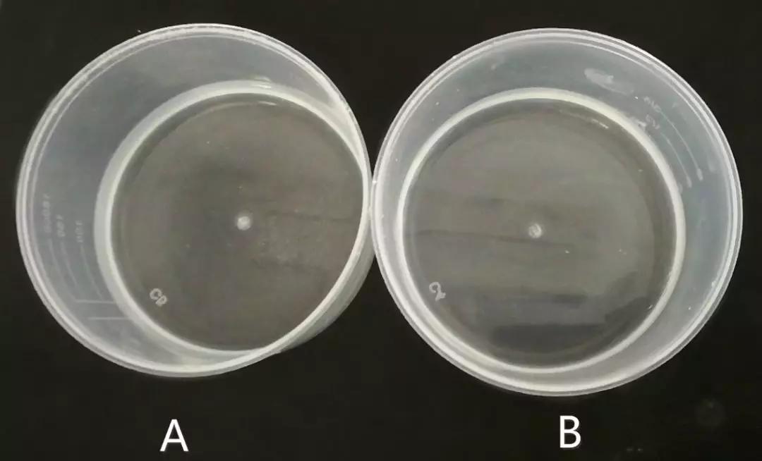 臭脚的克星,神奇喷雾轻松除脚臭你需要吗