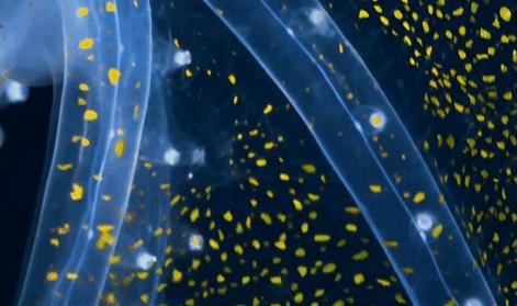 科学家发现喉咙深处有个神秘器官,巨型章鱼的肚子里长啥样